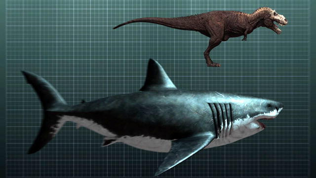 10 động vật khiến con người tuyệt chủng nếu hồi sinh ảnh 1 Megalodon có chiều dài tối đa lên đến 18 mét, gần gấp đôi một con khủng long cổ đại.