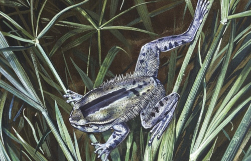 Ếch lông tạo móng vuốt từ xương. Ếch lông Trichobatrachus robustus có thể phá vỡ xương của chúng để tạo thành móng vuốt. Điều đặc biệt là các móng vuốt này chỉ nhô ra khỏi đệm ngón chân khi chúng bị đe dọa. Giới khoa học hiện nay vẫn chưa biết phần xương này co lại như thế nào. Họ thừa nhận rằng động vật lưỡng cư có mô tái sinh giúp vết thương mau lành. Ảnh: DeAgostini 2-7350-1421742647.jpg