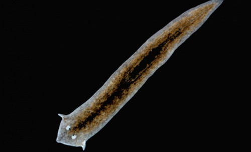 Sán dẹp planarian tái tạo cơ thể bị cắt đứt. Một con sán dẹp planarian (thuộc họ Planariidae) rất khó bị giết chết bởi chúng có khả năng tái tạo cơ thể nguyên vẹn từ một phần nhỏ cơ thể bị cắt đứt. Ảnh: Corbis 5-6836-1421742647.jpg