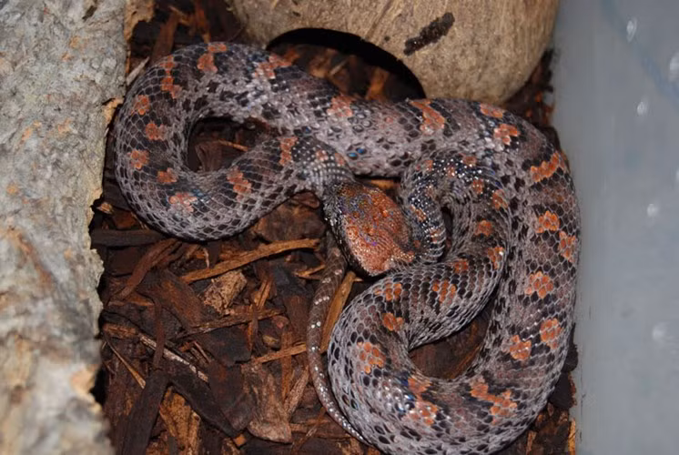 Những loài rắn kỳ dị nhất thế giới tại Việt Nam ảnh 7