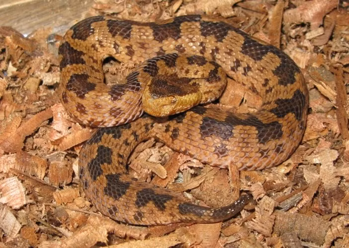 Những loài rắn kỳ dị nhất thế giới tại Việt Nam ảnh 6