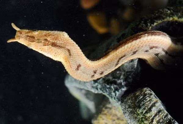 Những loài rắn kỳ dị nhất thế giới tại Việt Nam ảnh 3