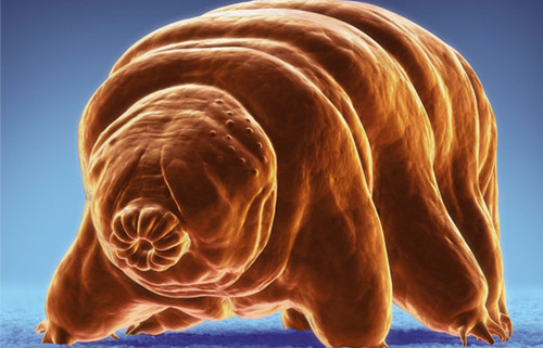 "Gấu nước" có sức sống siêu mãnh liệt. Có biệt danh "gấu nước", Tardigrade là loài động vật không xương sống có kích thước rất nhỏ, dài từ 0,25 đến 0,5 mm. Sinh vật này sống sót được ở nơi áp lực cao gấp 6 lần đáy đại dương sâu nhất, vùng nước có nhiệt độ lên tới 149°C và thậm chí trên vũ trụ. Ảnh: Corbis 4-7063-1421742647.jpg