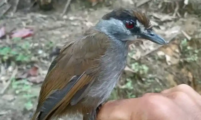 Chim khướu lông nâu đen.