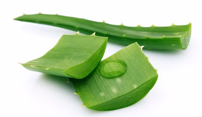 9. Nha đam. Bạn nên để những miếng nha đam xắt lát mỏng trong tủ lạnh trước khi đắp lên vùng da bị rát, bỏng do ánh nắng mùa hè gay gắt. Nhiệt độ thấp sẽ giúp vùng da bị tổn thương trở nên dễ chịu hơn.