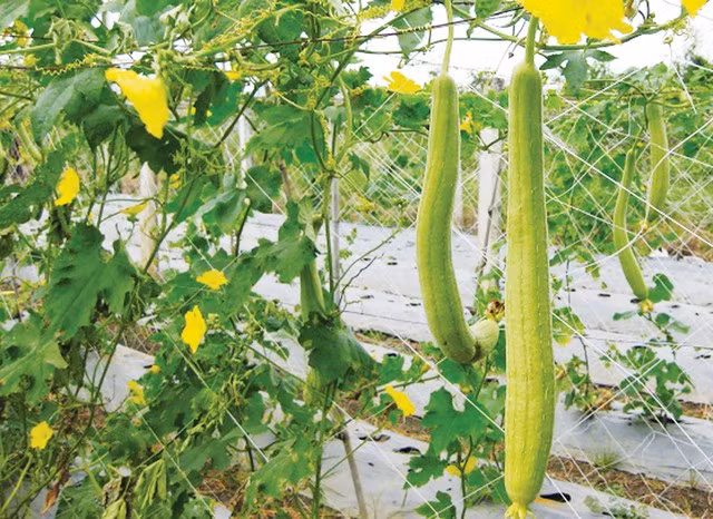 Quả mướp - Thuốc quý mùa hè