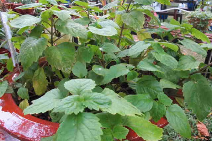 Chữa cảm cúm, nhức đầu, mệt mỏi với hoắc hương