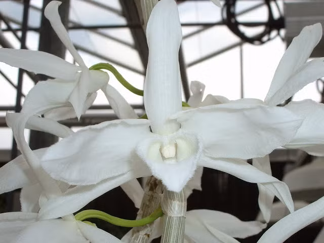 Cận cảnh loài lan giả hạc mê hoặc lòng người
