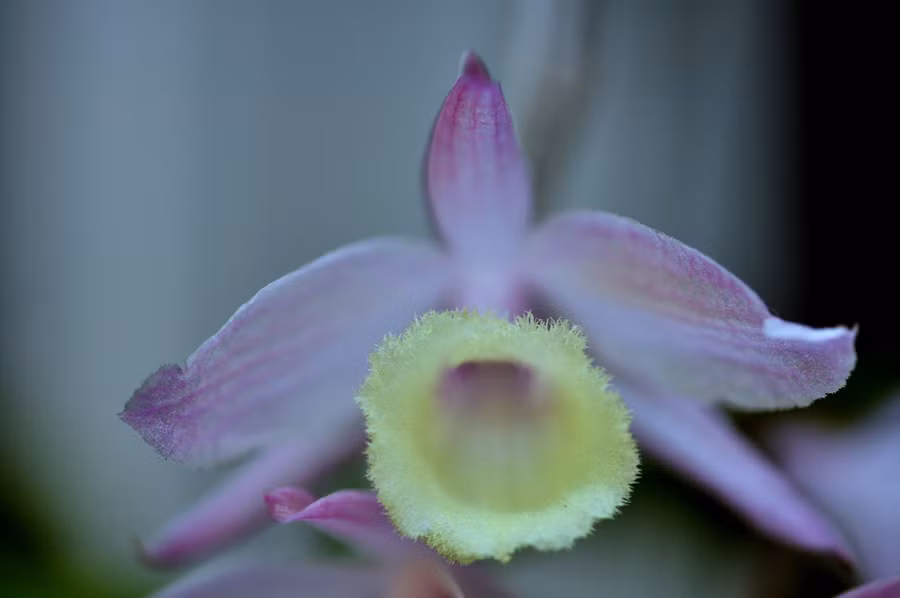 Cận cảnh loài lan giả hạc mê hoặc lòng người