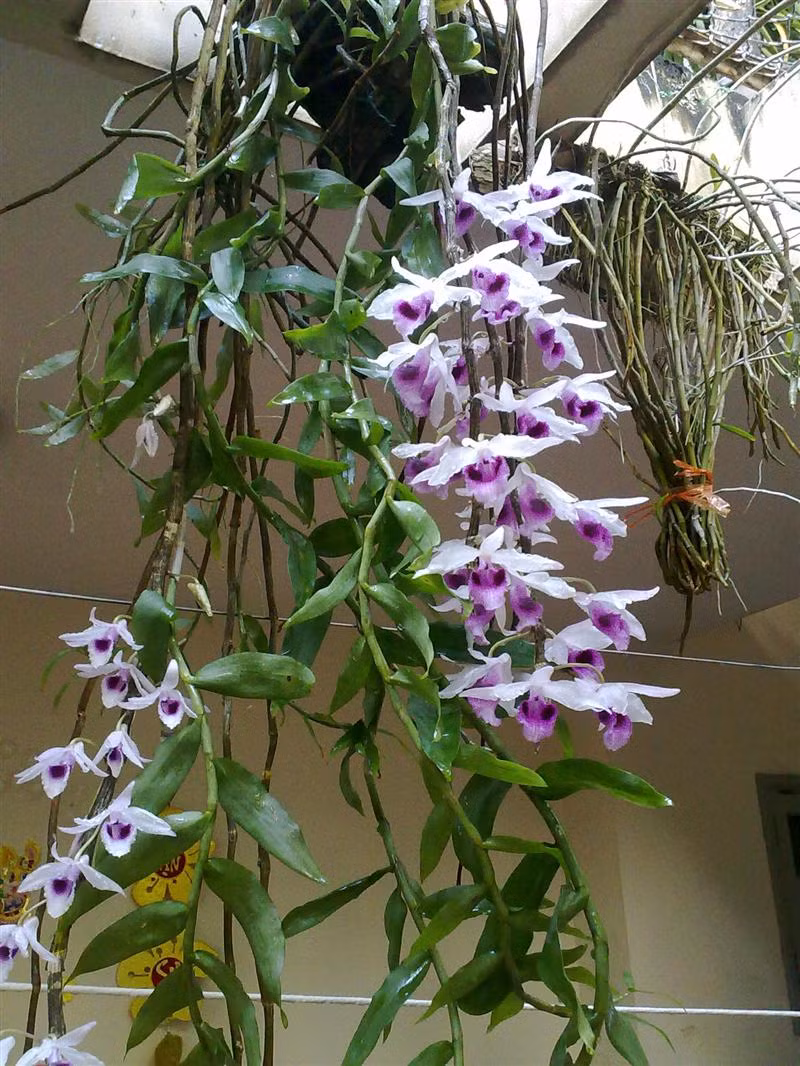 Cận cảnh loài lan giả hạc mê hoặc lòng người