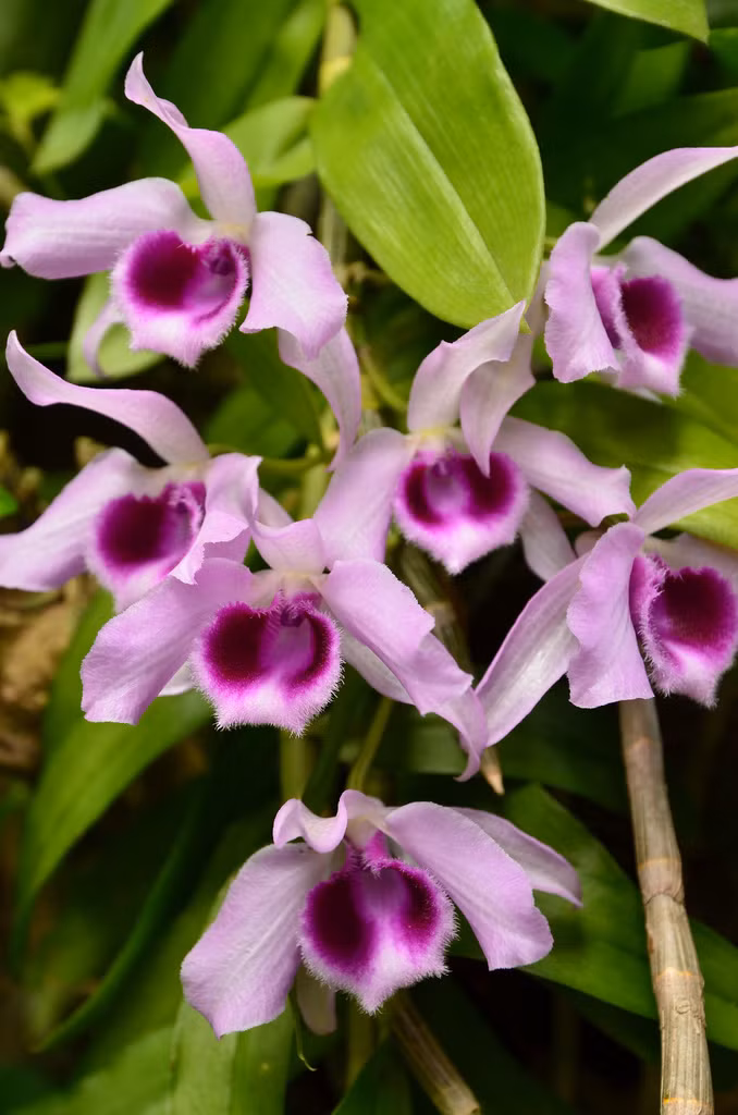 Cận cảnh loài lan giả hạc mê hoặc lòng người