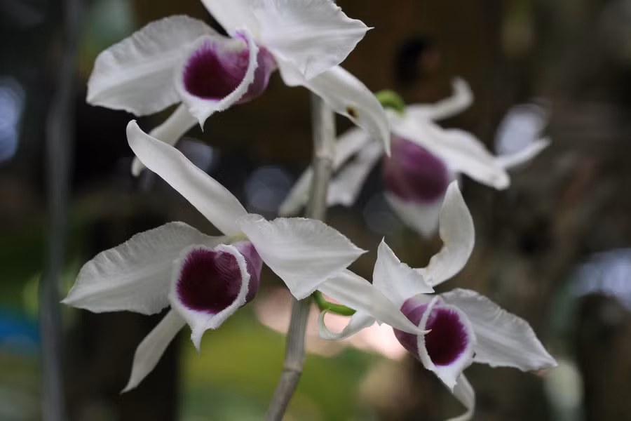 Cận cảnh loài lan giả hạc mê hoặc lòng người