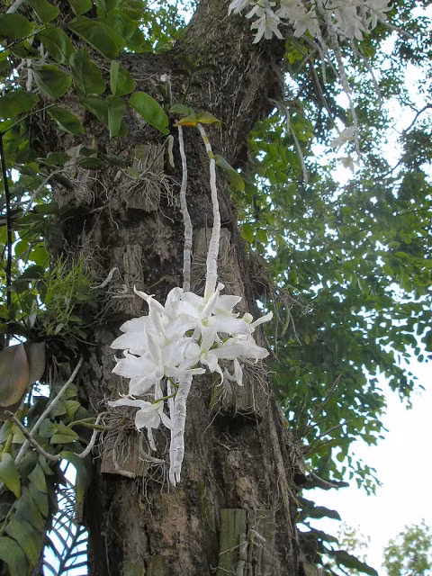 Cận cảnh loài lan giả hạc mê hoặc lòng người