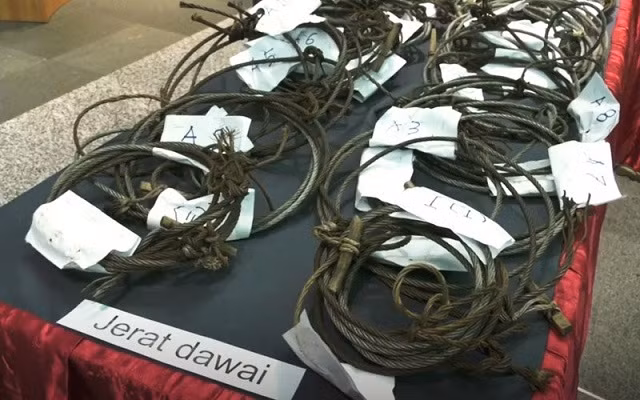 Những chiếc bẫy được các sĩ quan Perhilitan thu giữ từ hai kẻ săn trộm Việt Nam.