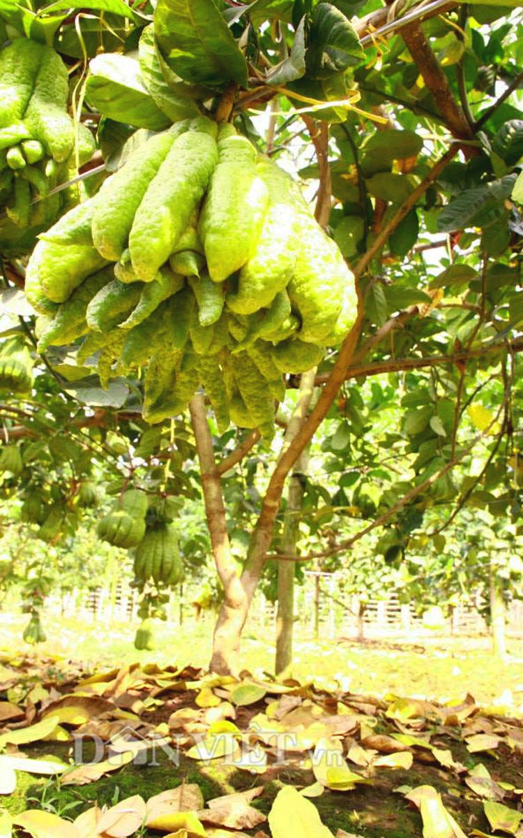 Chiêm ngưỡng “nhan sắc” trái phật thủ “chục triệu chưa mua được“ ảnh 8 Chiêm ngưỡng “nhan sắc” trái phật thủ “chục triệu chưa mua được“ ảnh 8