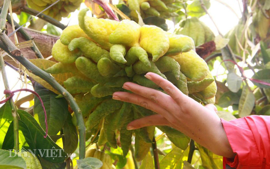 Chiêm ngưỡng “nhan sắc” trái phật thủ “chục triệu chưa mua được“ ảnh 1 Chiêm ngưỡng “nhan sắc” trái phật thủ “chục triệu chưa mua được“ ảnh 1
