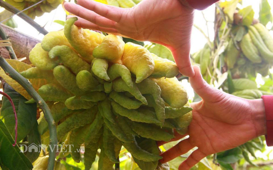 Chiêm ngưỡng “nhan sắc” trái phật thủ “chục triệu chưa mua được“ ảnh 4 Chiêm ngưỡng “nhan sắc” trái phật thủ “chục triệu chưa mua được“ ảnh 4