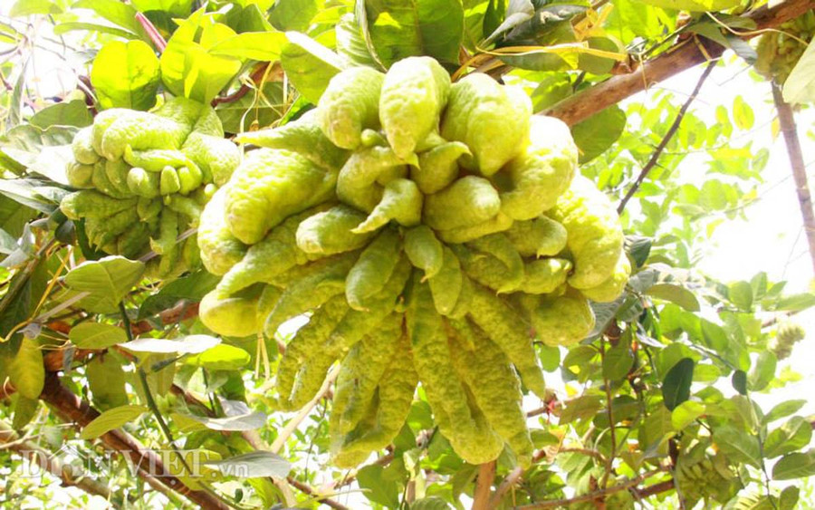 Chiêm ngưỡng “nhan sắc” trái phật thủ “chục triệu chưa mua được“ ảnh 7 Chiêm ngưỡng “nhan sắc” trái phật thủ “chục triệu chưa mua được“ ảnh 7