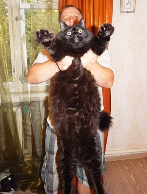 Mèo béo ú nhưng vẫn nhanh nhẹn