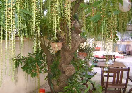 Ky thuat trong cay Loc vung cho hoa no do ruc nhu y muon - Anh 2