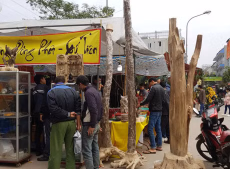 Khach choi xuan no nuc hit ha loai cay quy nhu vang - Anh 1