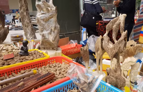 Khach choi xuan no nuc hit ha loai cay quy nhu vang - Anh 5