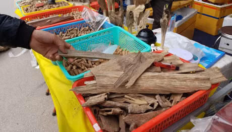 Khach choi xuan no nuc hit ha loai cay quy nhu vang - Anh 3