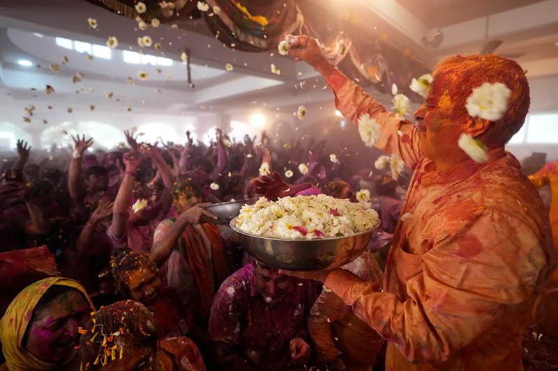 Một người ném hoa về phía những người sùng đạo trong lễ hội Holi tại Đền Jagannath ở Ahmedabad, miền tây Ấn Độ. Truyền thống tổ chức Holi khác nhau trên khắp đất nước. (Ảnh: Ajit Solanki/AP). Một người ném hoa về phía những người sùng đạo trong lễ hội Holi tại Đền Jagannath ở Ahmedabad, miền tây Ấn Độ. Truyền thống tổ chức Holi khác nhau trên khắp đất nước. (Ảnh: Ajit Solanki/AP).