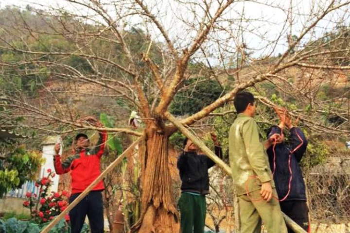 Chiêm ngưỡng cây đào mọc từ thân cây cổ thụ hiếm thấy