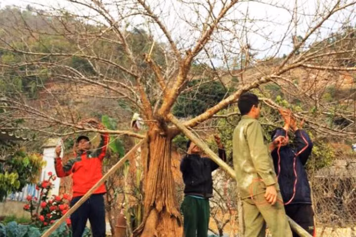 Chiêm ngưỡng cây đào mọc từ thân cây cổ thụ hiếm thấy