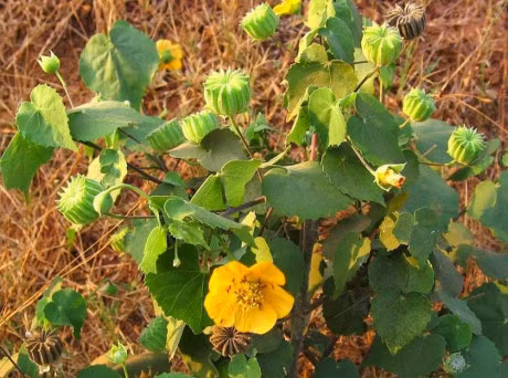 Tac dung tuyet voi cua cay coi xay it nguoi biet - Anh 2