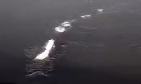 Sinh vat bien nghi co ho voi quai vat Loch Ness o Alaska - Anh 1