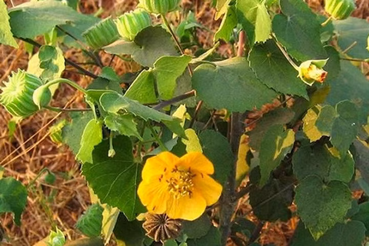 Tác dụng tuyệt vời của cây cối xay ít người biết