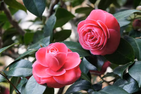 Ky thuat trong cay hoa tra cho them nha xinh don Tet - Anh 1