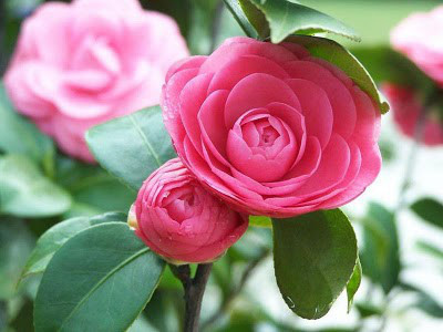 Kỹ thuật trồng cây hoa trà cho thềm nhà xinh đón Tết - Ảnh 2 Ky thuat trong cay hoa tra cho them nha xinh don Tet - Anh 2