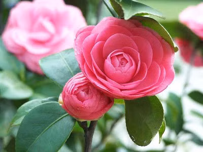 Ky thuat trong cay hoa tra cho them nha xinh don Tet - Anh 2