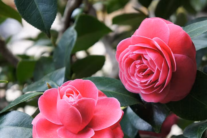 Kỹ thuật trồng cây hoa trà cho thềm nhà xinh đón Tết