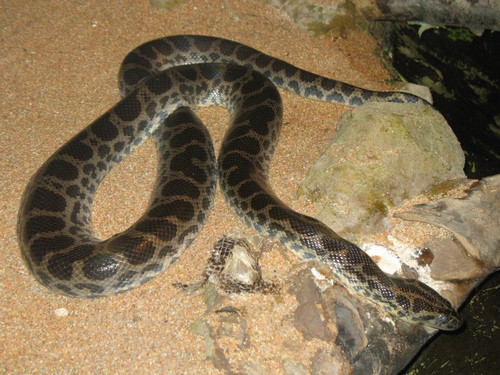 Choáng với 10 loài mãng xà khổng lồ nhất thế giới ảnh 9 Trăn Anaconda đen đốm