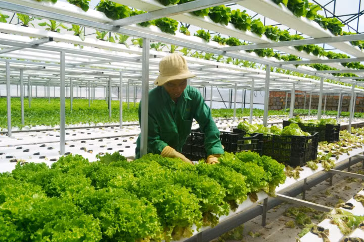 Trang trại rau hai tầng không cần đất ở Đà Lạt