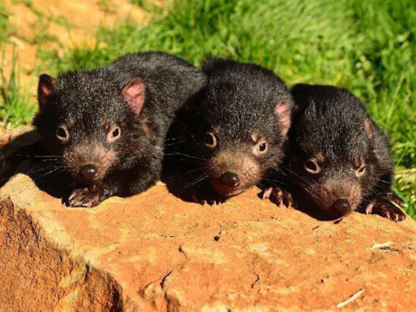 Thế giới kỳ bí của quỷ Tasmania, The gioi ky bi cua quy Tasmania,