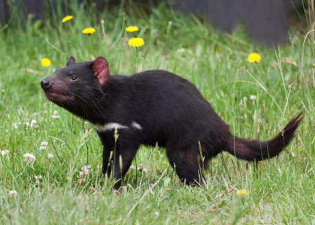 Thế giới kỳ bí của quỷ Tasmania, The gioi ky bi cua quy Tasmania,