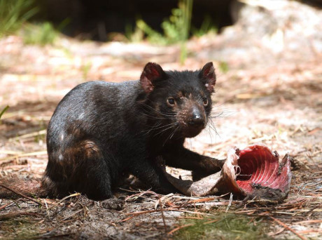 Thế giới kỳ bí của quỷ Tasmania, The gioi ky bi cua quy Tasmania,