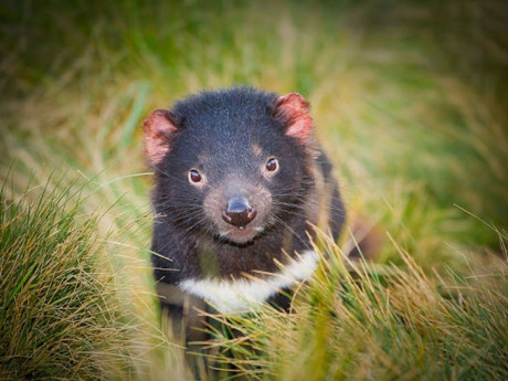 Thế giới kỳ bí của quỷ Tasmania, The gioi ky bi cua quy Tasmania,