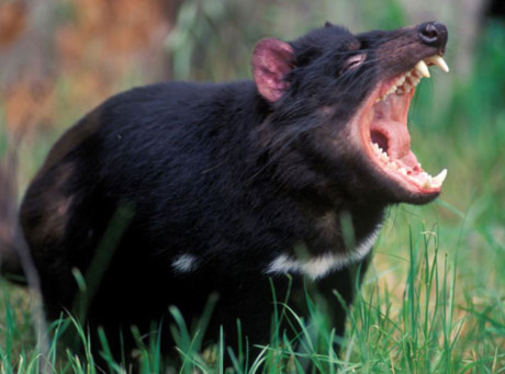 Thế giới kỳ bí của quỷ Tasmania, The gioi ky bi cua quy Tasmania,