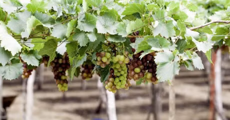 Nguoi Ha Noi ru nhau trong nho Ninh Thuan - Anh 1