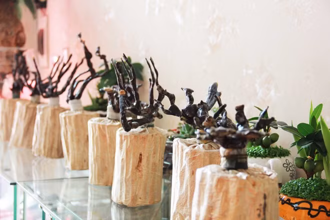 Giống linh chi đắt và kỹ thuật ghép cành khá phức tạp nên có giá cao trên thị trường.