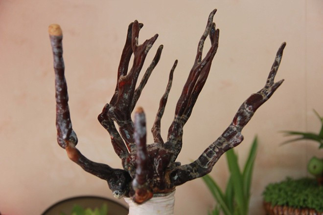 Linh chi vừa là thảo dược vừa biểu tượng cho sự trường thọ, tài lộc, may mắn, sức khỏe Linh chi vừa là thảo dược vừa biểu tượng cho sự trường thọ, tài lộc, may mắn, sức khỏe