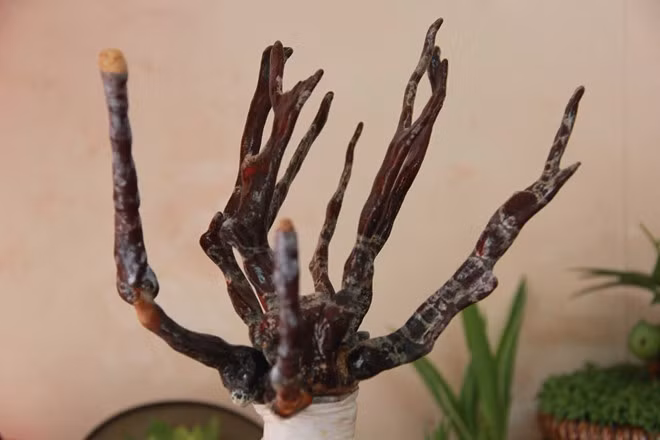 Linh chi vừa là thảo dược vừa biểu tượng cho sự trường thọ, tài lộc, may mắn, sức khỏe