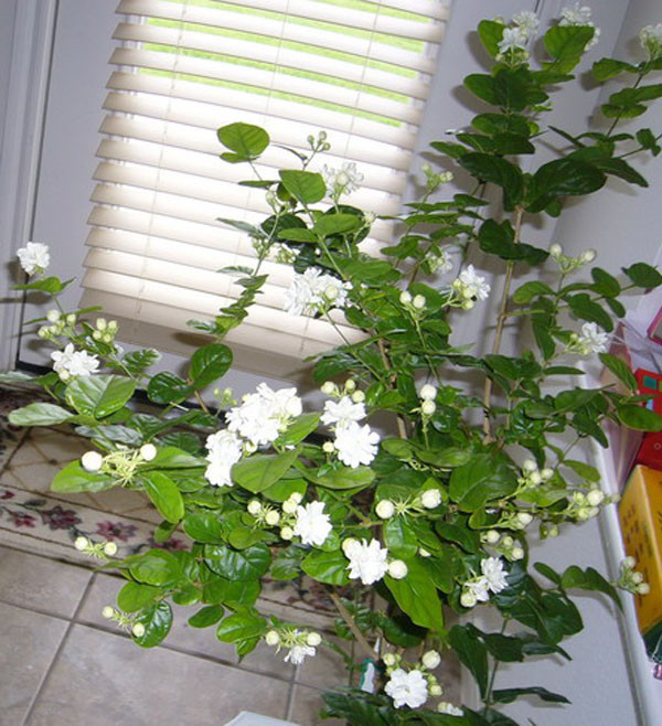 Nếu trồng ở ban công, mỗi sáng hoặc hằng đêm khi độ ẩm cao, bạn sẽ được tận hưởng một làn không khí với hương thơm hoa lài tràn ngập. hoa