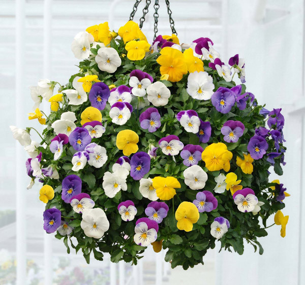 Hoa pansee có rất nhiều chủng loại và màu sắc. hoa